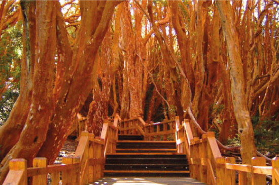 Bosque de arrayanes